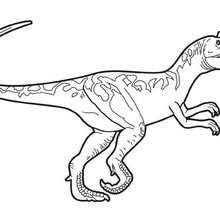 Dibujos para colorear velociraptor 