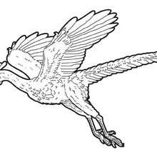Dibujo para colorear : Arqueopterix volador