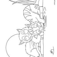 Dibujo de 2 gatos cazando un pez en el agua - Dibujos para Colorear y Pintar - Dibujos para colorear ANIMALES - Dibujos GATOS para colorear - Dibujos para colorear GATITOS