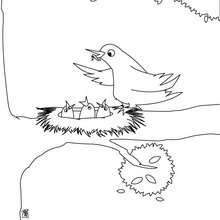 Dibujo de nido de pájaro - Dibujos para Colorear y Pintar - Dibujos para colorear ANIMALES - Dibujos PAJAROS para colorear - Dibujos para colorear e imprimir PAJAROS