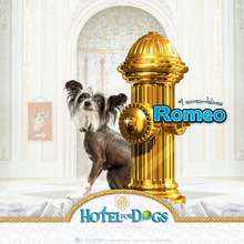 Fondo de pantalla : Hotel para perros: Romeo el seductor