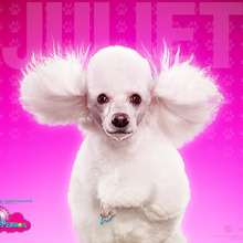 Fondo Hotel para perros: Juliet