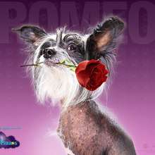 Hotel para perros: Romeo - Dibujar Dibujos - Dibujos para DESCARGAR - FONDOS GRATIS - Fondos e íconos: Hotel para Perros