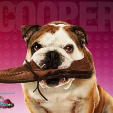 Hotel para perros: Cooper - Dibujar Dibujos - Dibujos para DESCARGAR - FONDOS GRATIS - Fondos e íconos: Hotel para Perros