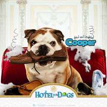 Hotel para perros: Cooper 2 - Dibujar Dibujos - Dibujos para DESCARGAR - FONDOS GRATIS - Fondos e íconos: Hotel para Perros