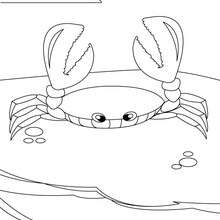Dibujo para colorear : un cangrejo