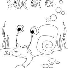 Dibujo de un caracol de mar - Dibujos para Colorear y Pintar - Dibujos para colorear ANIMALES - Dibujos ANIMALES MARINOS para colorear - Colorear CARACOL DE MAR