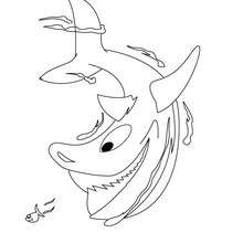 Dibujo de un tiburón - Dibujos para Colorear y Pintar - Dibujos para colorear ANIMALES - Dibujos ANIMALES MARINOS para colorear - Colorear MAMIFEROS MARINOS - Colorear TIBURONES