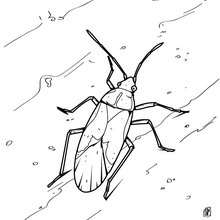 Dibujo cucaracha - Dibujos para Colorear y Pintar - Dibujos para colorear ANIMALES - Dibujos INSECTOS para colorear - Insectos para colorear GRATIS