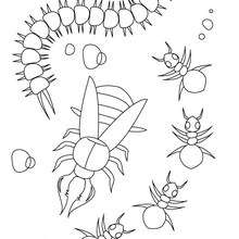 Dibujo oruga, hormigas y tijereta - Dibujos para Colorear y Pintar - Dibujos para colorear ANIMALES - Dibujos INSECTOS para colorear - Dibujos para colorear HORMIGA