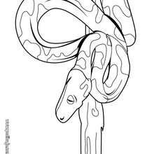 Dibujo para colorear : boa constrictora