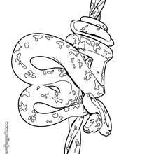 Dibujo serpiente pitón - Dibujos para Colorear y Pintar - Dibujos para colorear ANIMALES - Dibujos REPTILES para colorear - Colorear dibujos SERPIENTE - Dibujos para colorear e imprimir SERPIENTE