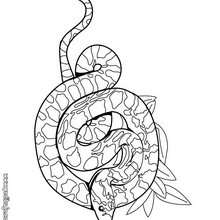 Dibujo para colorear : serpiente Sibon