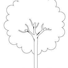Dibujo de un árbol castaño - Dibujos para Colorear y Pintar - LA NATURALEZA: dibujos para colorear - Árboles para colorear