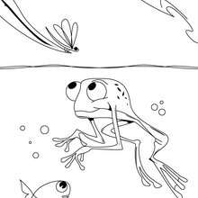 Dibujo la rana y el pez - Dibujos para Colorear y Pintar - Dibujos para colorear ANIMALES - Dibujos REPTILES para colorear - Colorear dibujos RANA