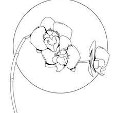Dibujo de una orquidea - Dibujos para Colorear y Pintar - LA NATURALEZA: dibujos para colorear - Dibujos de FLORES para pintar