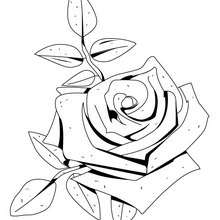 Dibujo de una rosa - Dibujos para Colorear y Pintar - LA NATURALEZA: dibujos para colorear - Dibujos de FLORES para pintar