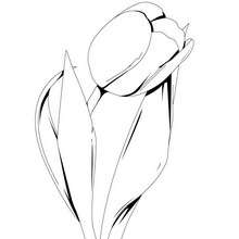 Dibujo de un tulipan - Dibujos para Colorear y Pintar - LA NATURALEZA: dibujos para colorear - Dibujos de FLORES para pintar
