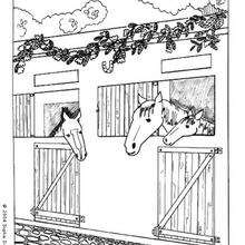 Dibujo de caballos en su box - Dibujos para Colorear y Pintar - Dibujos para colorear DEPORTES - Dibujos de EQUITACION para colorear - Dibujos para pintar CENTRO ECUESTRE