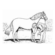 Colorear cuidar un caballo - Dibujos para Colorear y Pintar - Dibujos para colorear DEPORTES - Dibujos de EQUITACION para colorear - Dibujos para pintar CENTRO ECUESTRE