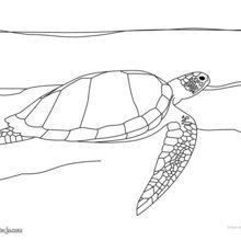 Dibujo para colorear : Tortuga Golfina