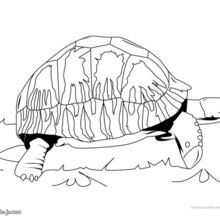 Dibujo para colorear : Tortuga Carbonaria