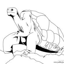 Dibujo para colorear : Dibujar Tortuga Galapagos