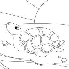 Dibujo para colorear : tortuga marítima