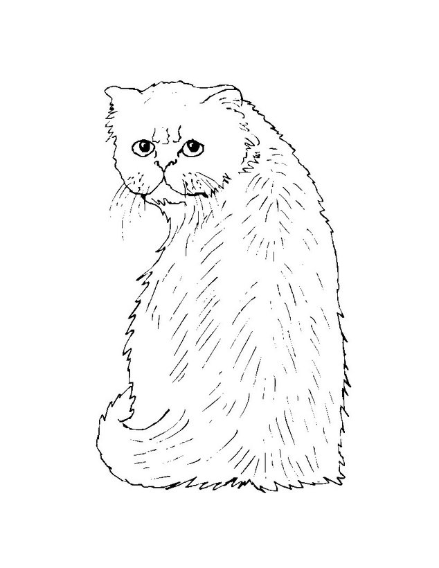 Dibujos para colorear gatos angora 