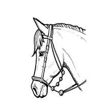 Dibujos para colorear perfil de un caballo 