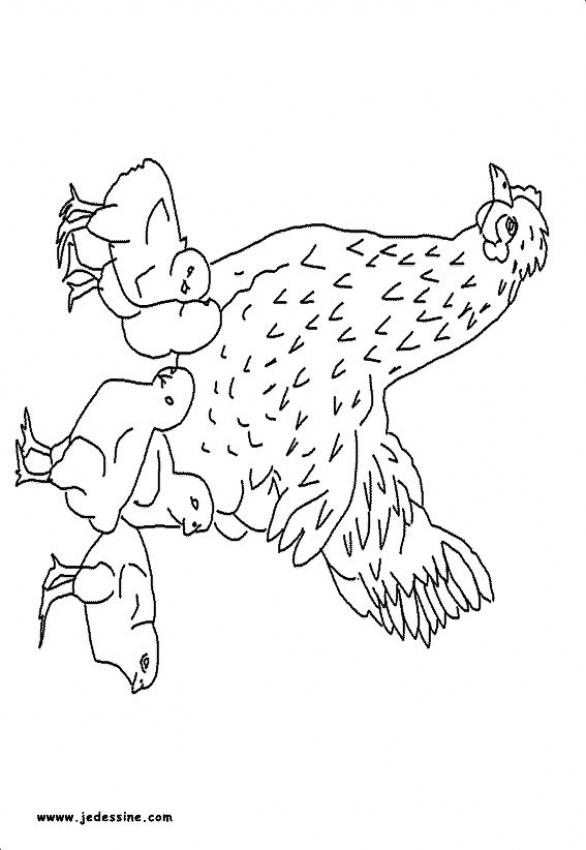 Dibujos para colorear una gallina con sus pollitos 