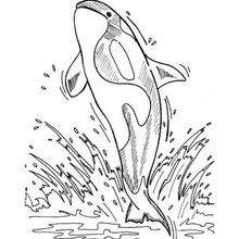 Dibujo ORCA - Dibujos para Colorear y Pintar - Dibujos para colorear ANIMALES - Dibujos ANIMALES MARINOS para colorear - Colorear MAMIFEROS MARINOS - Colorear ORCAS