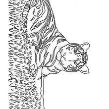 Dibujo de un tigre - Dibujos para Colorear y Pintar - Dibujos para colorear ANIMALES - Dibujos ANIMALES SALVAJES para colorear - Dibujos para colorear e imprimir ANIMALES SALVAJES - Colorear TIGRE