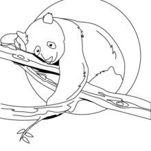Dibujo para colorear : Oso Panda duerme