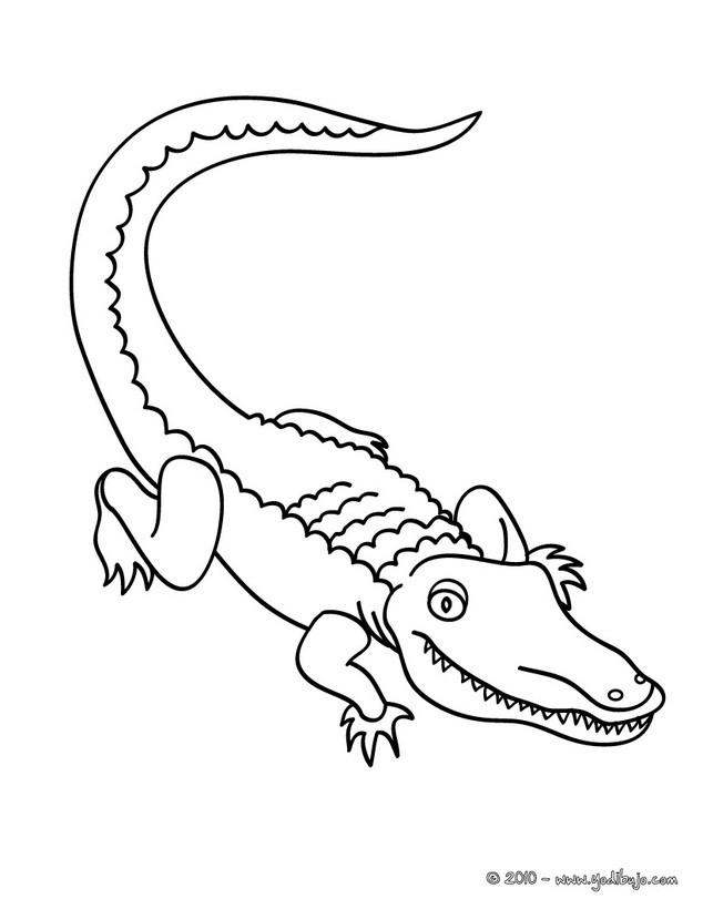 Dibujos para colorear cocodrilo 