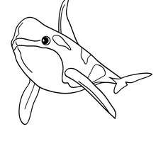Dibujo para colorear ORCA - Dibujos para Colorear y Pintar - Dibujos para colorear ANIMALES - Dibujos ANIMALES MARINOS para colorear - Colorear MAMIFEROS MARINOS - Colorear ORCAS