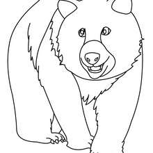 Dibujo de un oso para pintar - Dibujos para Colorear y Pintar - Dibujos para colorear ANIMALES - Dibujos ANIMALES SALVAJES para colorear - Dibujos ANIMALES DE LA SELVA para colorear - Colorear OSO