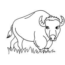 Dibujo para pintar bisonte - Dibujos para Colorear y Pintar - Dibujos para colorear ANIMALES - Dibujos ANIMALES SALVAJES para colorear - Dibujos ANIMALES DE LA SABANA para colorear - Colorear BISONTE