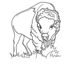 Dibujo para pintar bisonte peludo - Dibujos para Colorear y Pintar - Dibujos para colorear ANIMALES - Dibujos ANIMALES SALVAJES para colorear - Dibujos ANIMALES DE LA SABANA para colorear - Colorear BISONTE