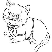 Dibujo para colorear : cachorro gato persa