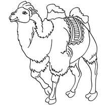 Dibujo para colorear : Camello Común