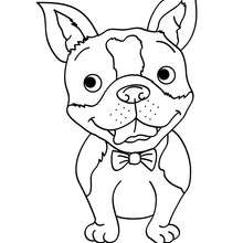 Dibujo para pintar cachorro Bulldog Francés - Dibujos para Colorear y Pintar - Dibujos para colorear ANIMALES - Dibujos PERROS para colorear - Dibujo para pintar PERRO BULLDOG