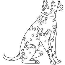 Dibujo para colorear Dalmata - Dibujos para Colorear y Pintar - Dibujos para colorear ANIMALES - Dibujos PERROS para colorear - Dibujos para colorear e imprimir PERROS