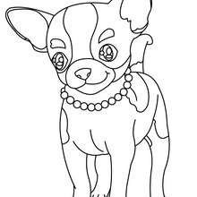 Dibujo para colorear : perro Chihuahua