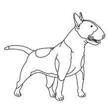 Dibujo para pintar Bull Terrier - Dibujos para Colorear y Pintar - Dibujos para colorear ANIMALES - Dibujos PERROS para colorear - Dibujos para colorear e imprimir PERROS