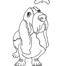 Dibujo para colorear : perro Basset