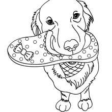 Dibujo para colorear Labrador - Dibujos para Colorear y Pintar - Dibujos para colorear ANIMALES - Dibujos PERROS para colorear - Dibujos para colorear PERRO LABRADOR