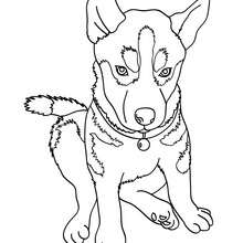 Dibujo para colorear cachorro Pastor Aleman - Dibujos para Colorear y Pintar - Dibujos para colorear ANIMALES - Dibujos PERROS para colorear - Dibujos para colorear CACHORROS