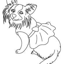 Dibujo para colorear : perro Pekines