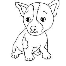 Dibujo para colorear : cachorro Pitbull